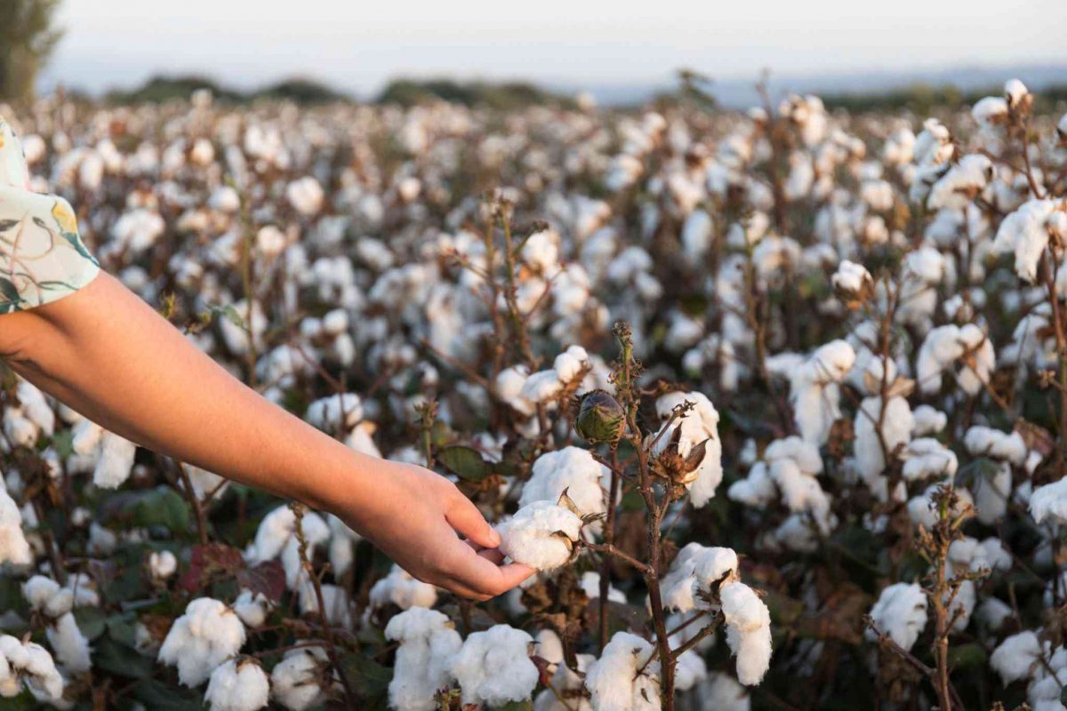 organic cotton eco-friendly